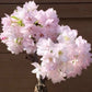 桜の苔テラリウムワークショップ